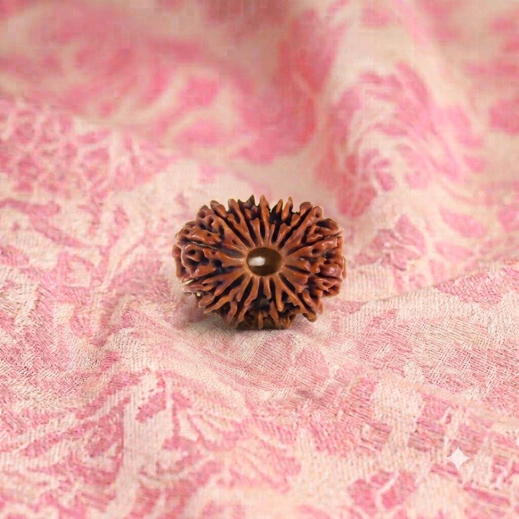 14 Mukhi Rudraksha ( Nepali )