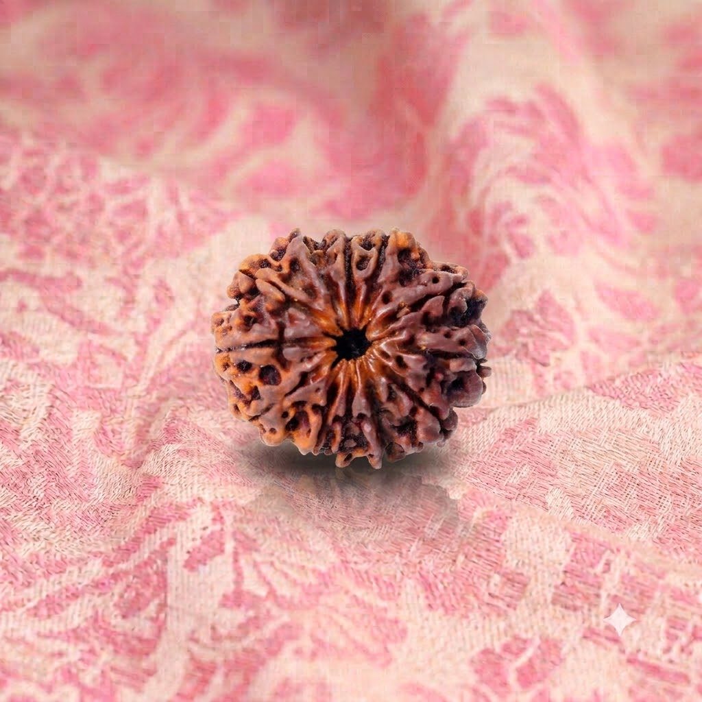 12 Mukhi Rudraksha ( Nepali )