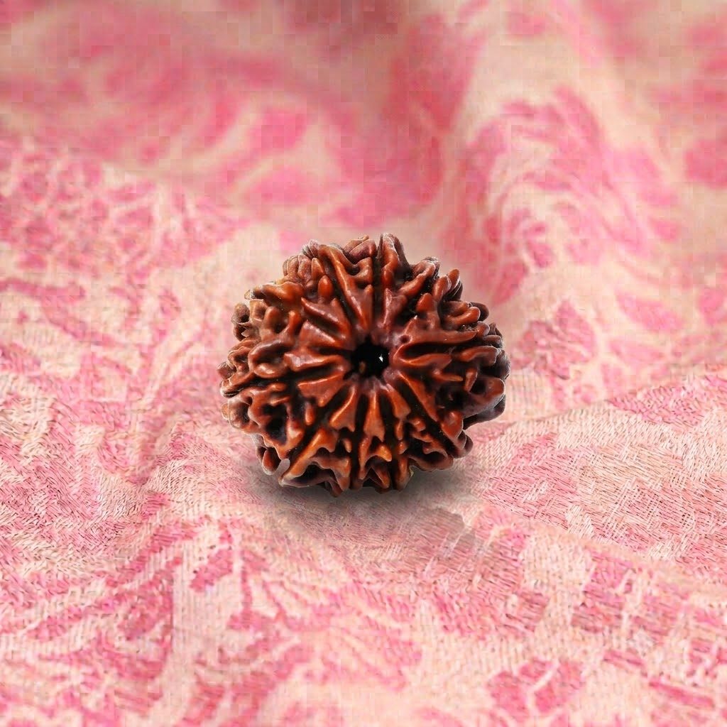 10 Mukhi Rudraksha ( Nepali )