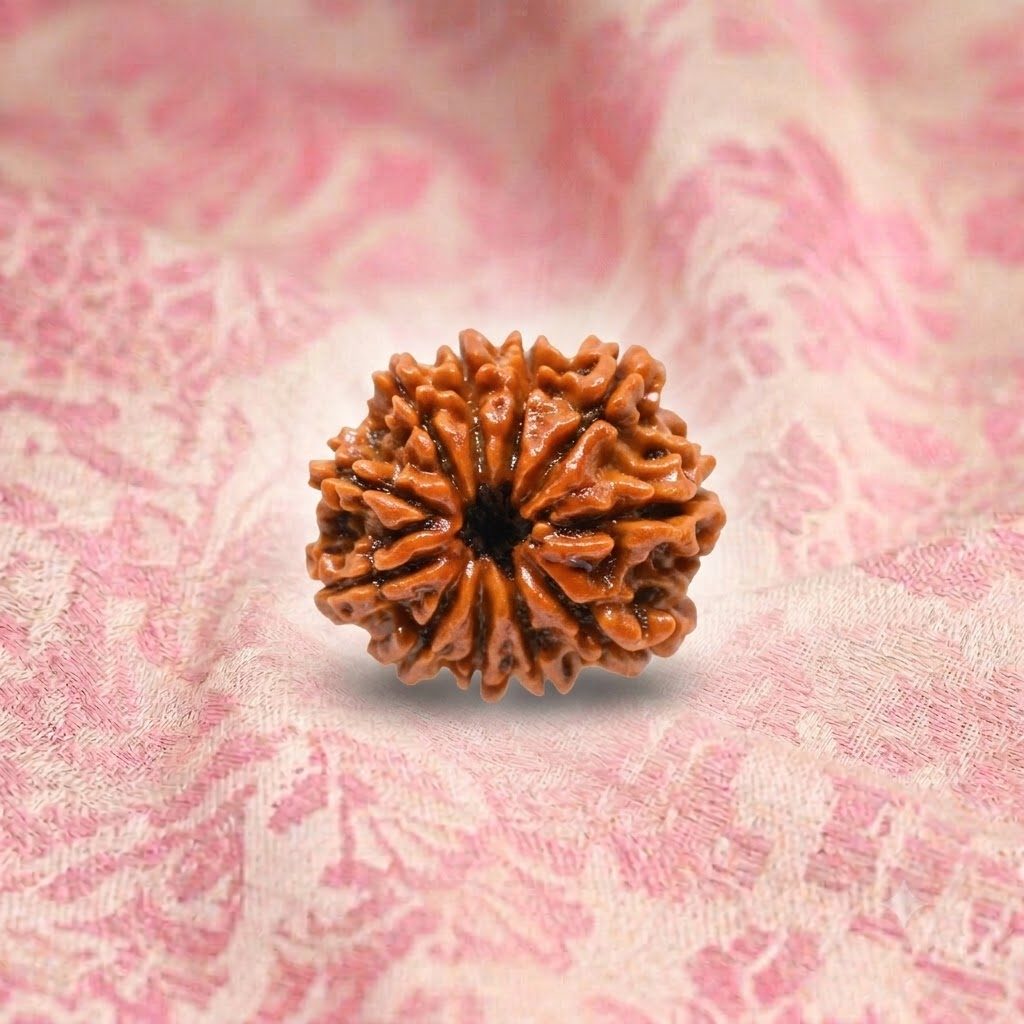 11 Mukhi Rudraksha ( Nepali )