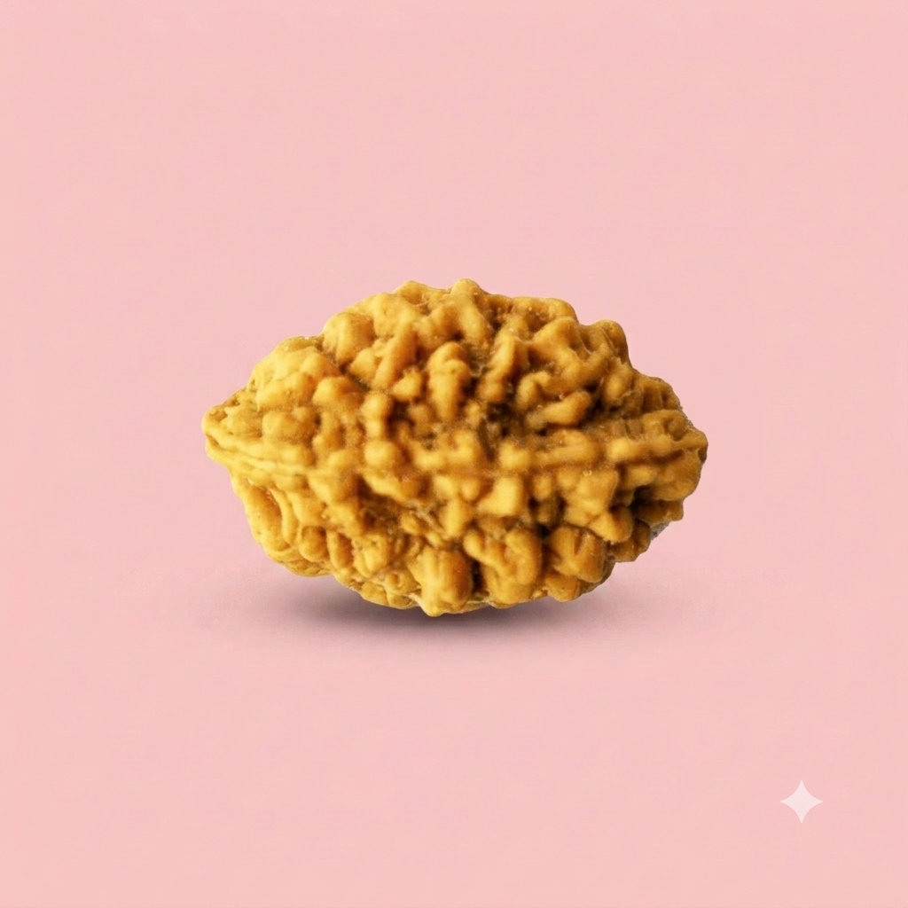 2 Mukhi Rudraksha ( Nepali )