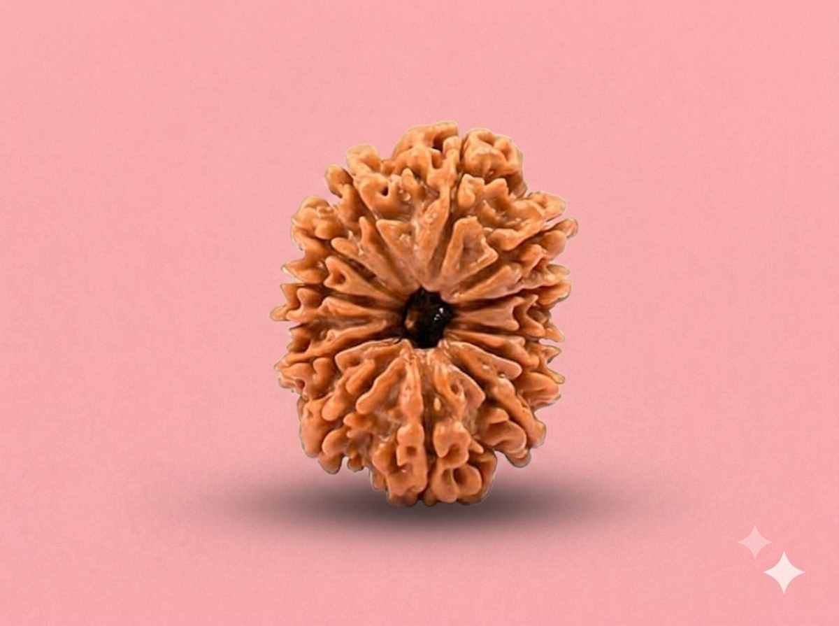 13 Mukhi Rudraksha ( Nepali )