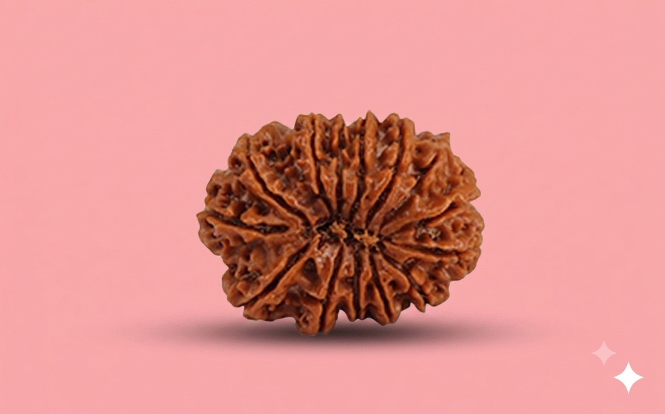 14 Mukhi Rudraksha ( Nepali )