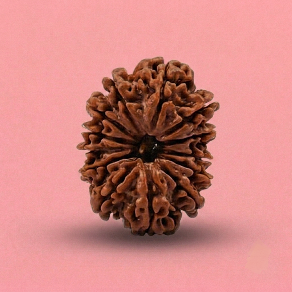 12 Mukhi Rudraksha ( Nepali )