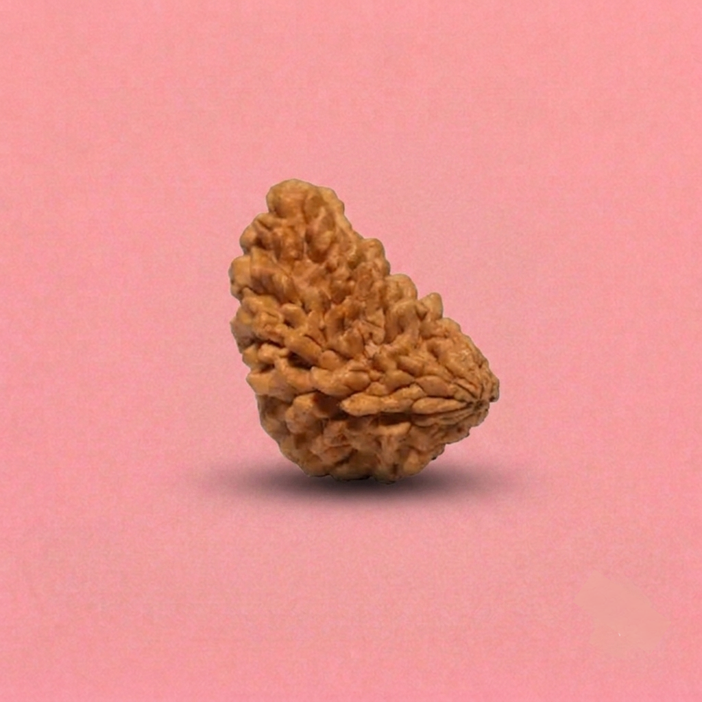 1 Mukhi Rudraksha ( Nepali )