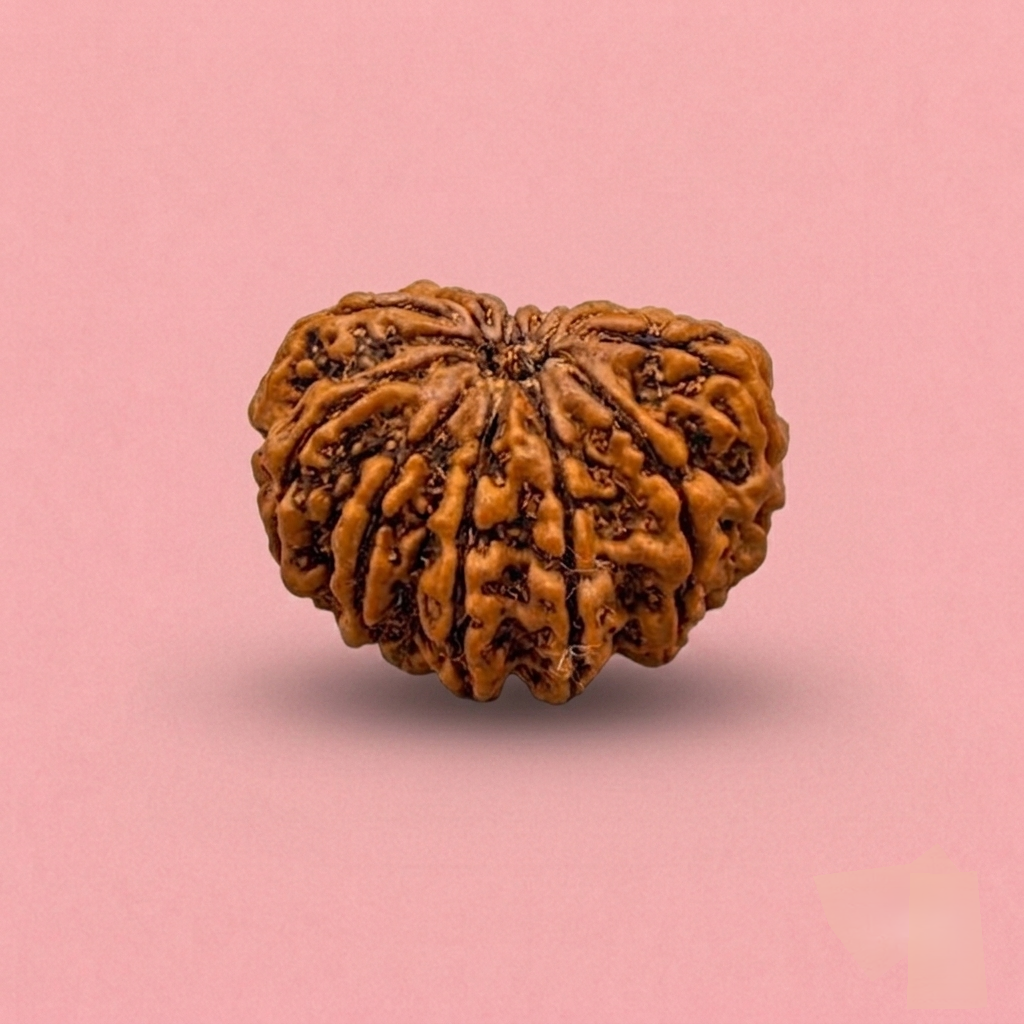 11 Mukhi Rudraksha ( Nepali )