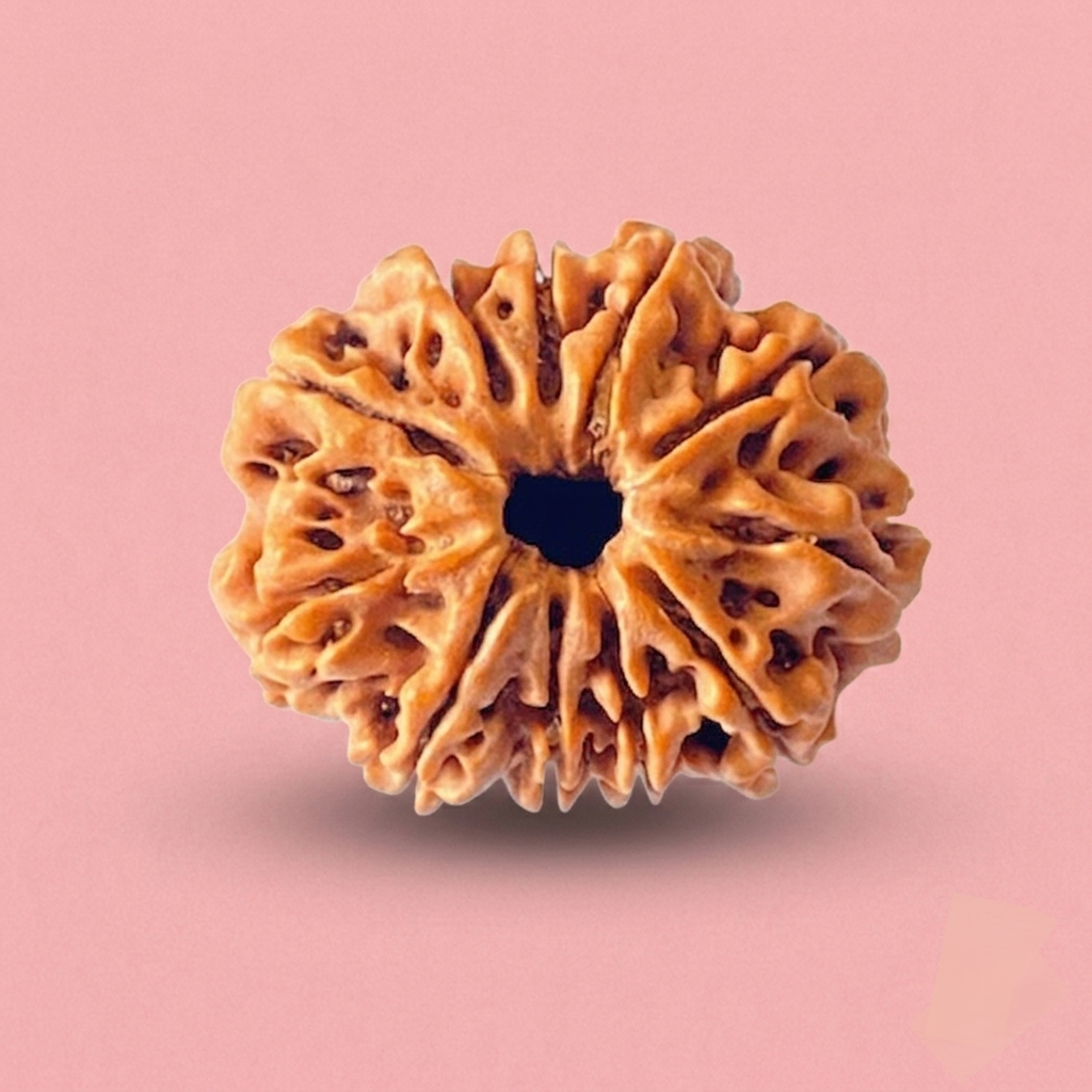 10 Mukhi Rudraksha ( Nepali )