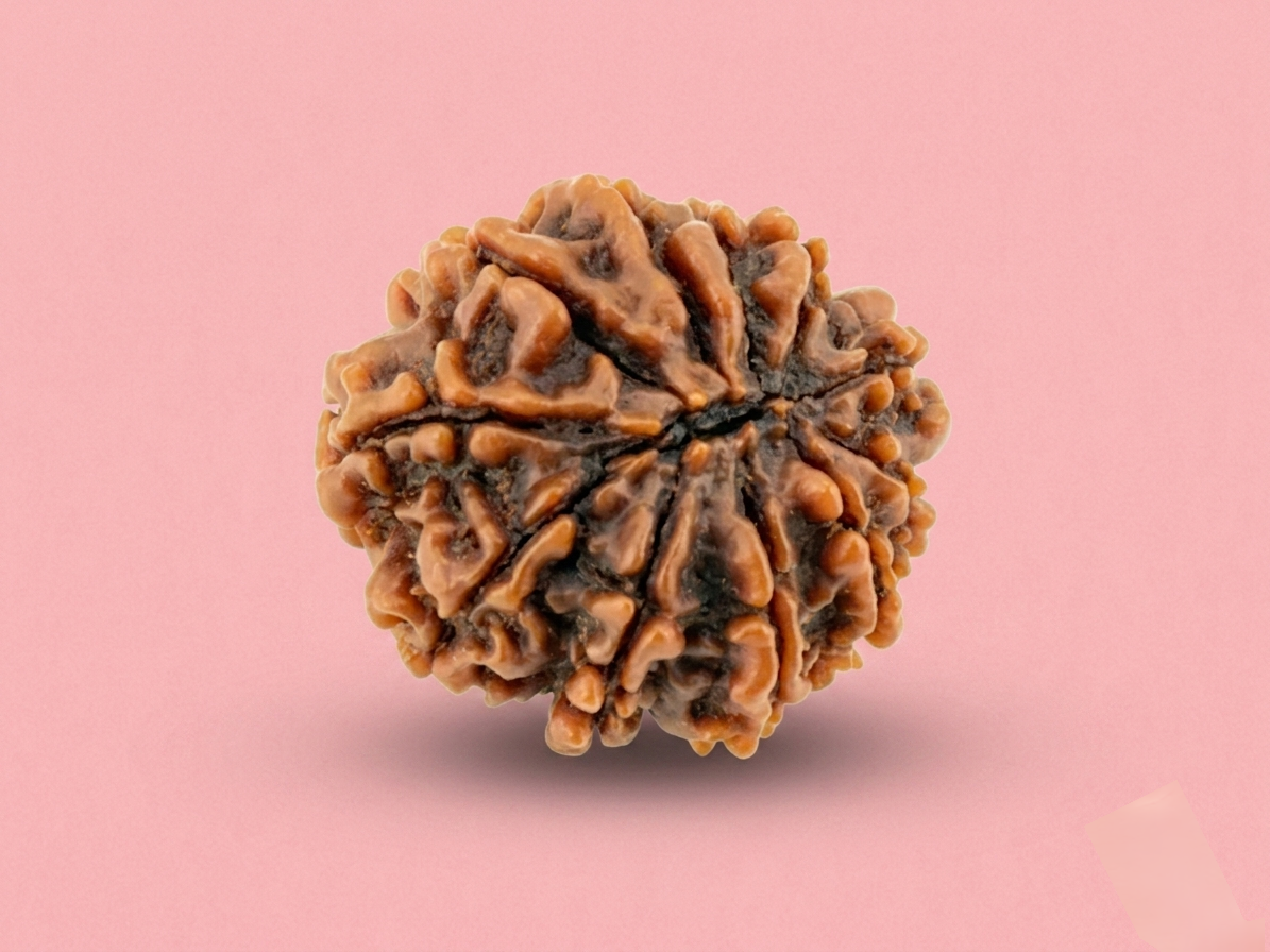 9 Mukhi Rudraksha ( Nepali )