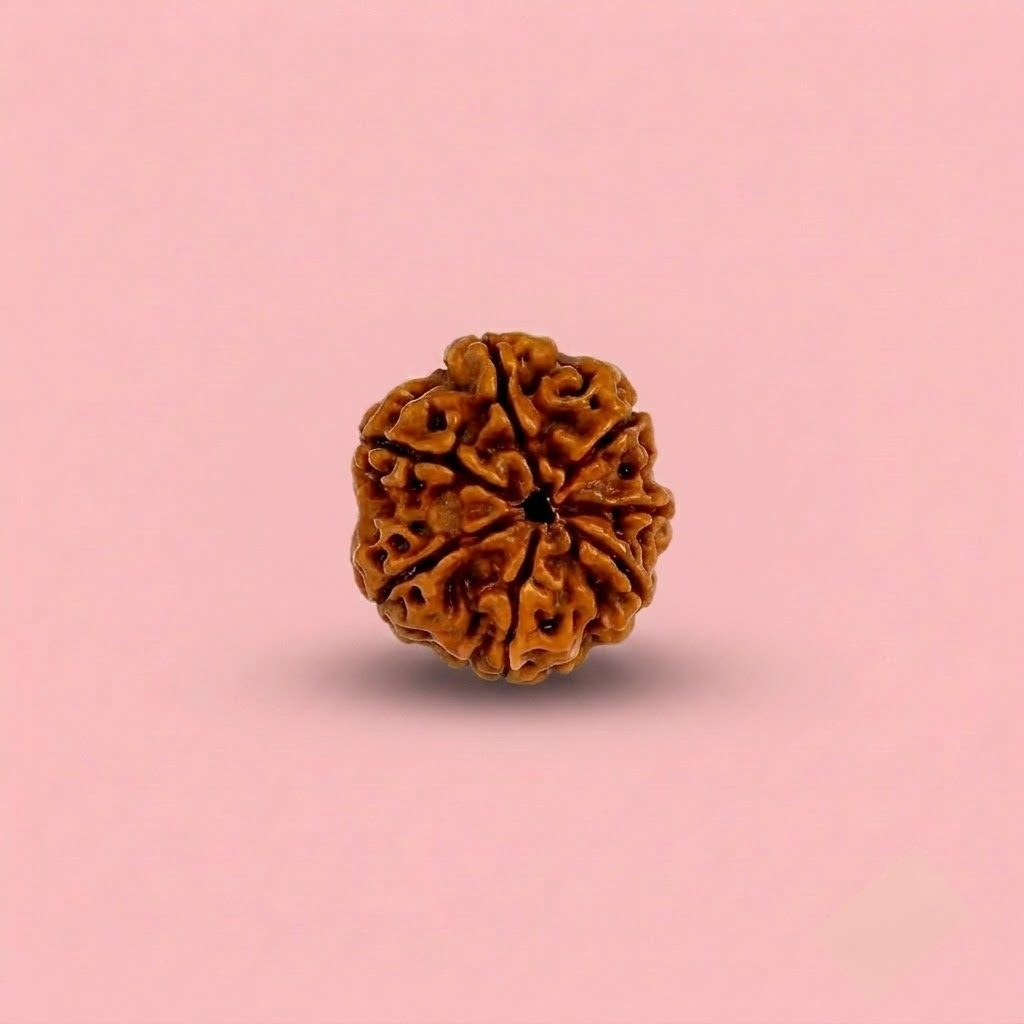 7 Mukhi Rudraksha ( Nepali )