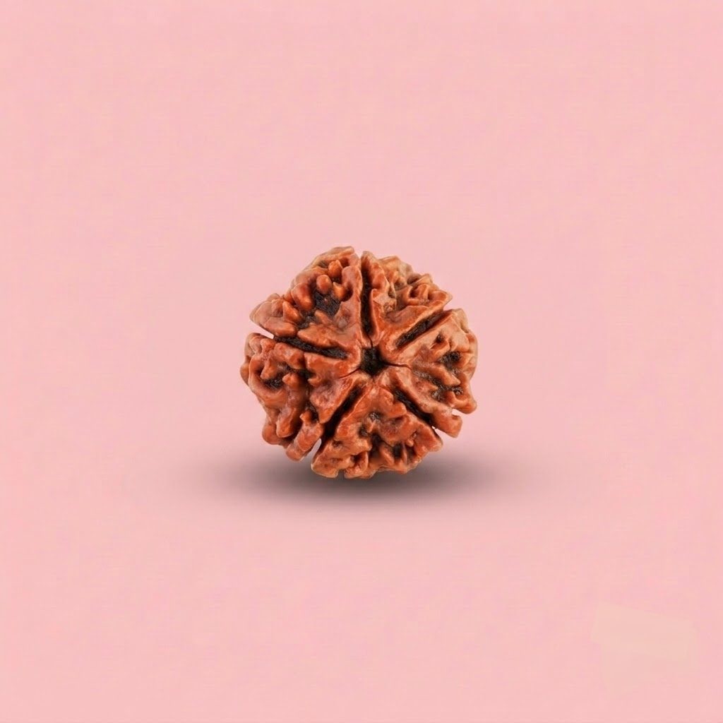 5 Mukhi Rudraksha ( Nepali )