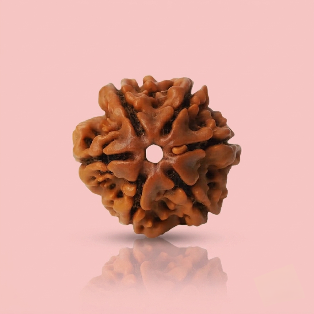 6 Mukhi Rudraksha ( Nepali )